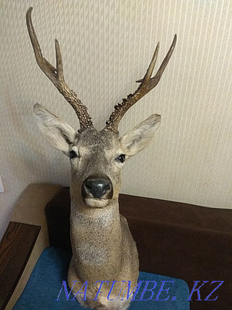 Trophy.stuffed roe deer Almaty - photo 2