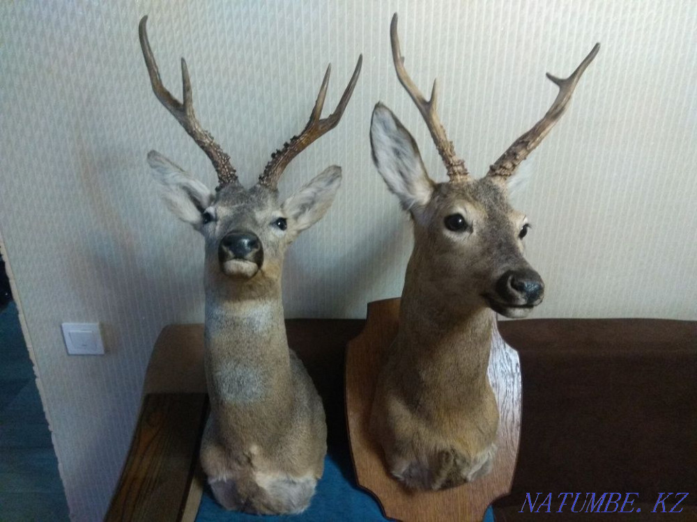 Трофей.чучело косули Алматы - изображение 1