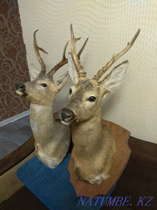 Трофей.чучело косули Алматы - изображение 3