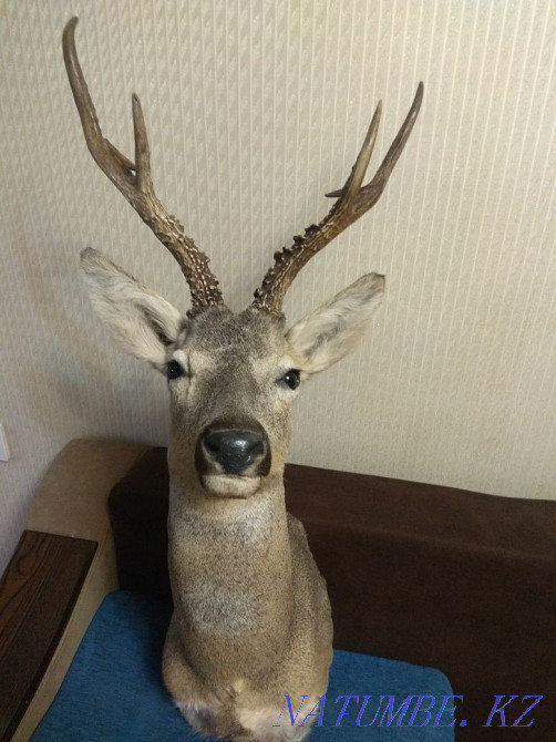 Трофей.чучело косули Алматы - изображение 2