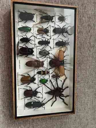 Австралийская коллекция насекомых Алматы