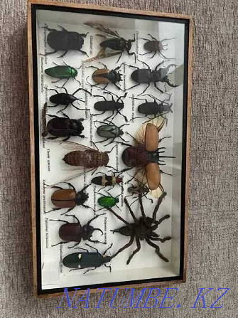 Австралийская коллекция насекомых Алматы - изображение 1