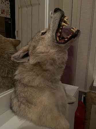 Продам макет волка! Алматы