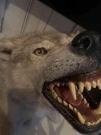 Продам макет волка! Almaty