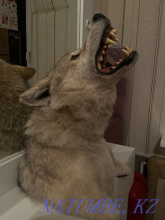 Продам макет волка! Алматы - изображение 2