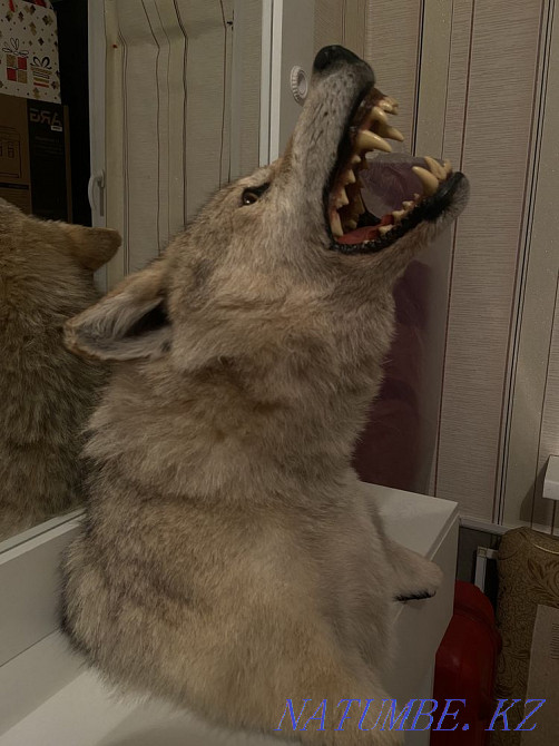 Продам макет волка! Алматы - изображение 2