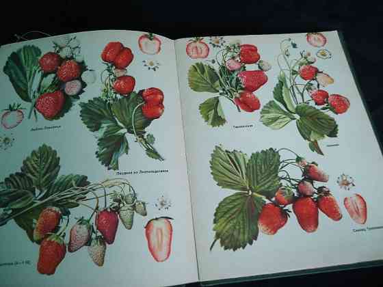 Красочный все объемлющий - полный альбом энциклопедия Сорта Плодовых И Almaty