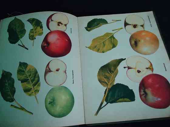 Красочный все объемлющий - полный альбом энциклопедия Сорта Плодовых И  Алматы