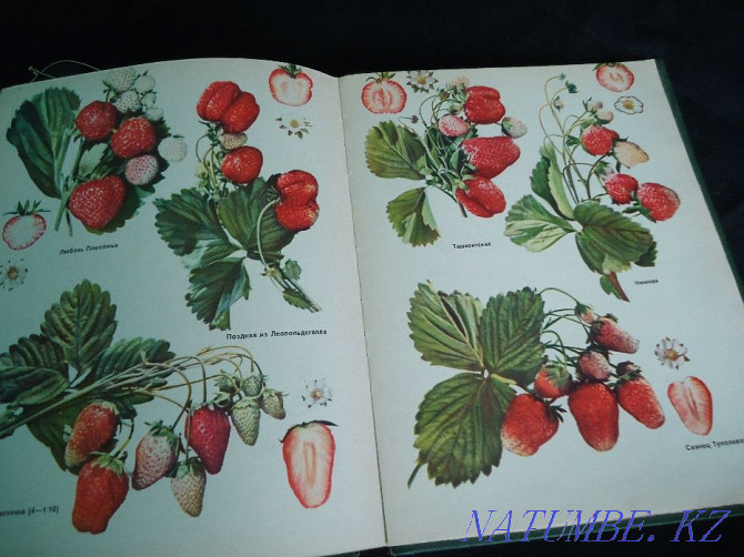 Colorful all-encompassing - full album encyclopedia of Fruit Varieties Almaty - photo 6