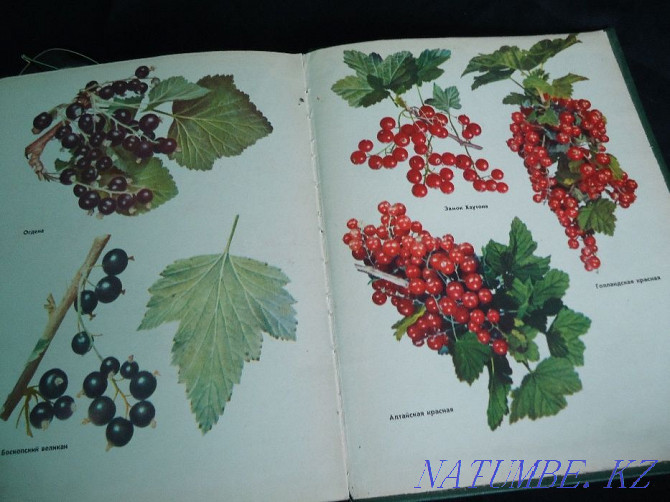 Colorful all-encompassing - full album encyclopedia of Fruit Varieties Almaty - photo 7