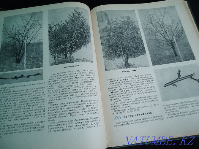 Colorful all-encompassing - full album encyclopedia of Fruit Varieties Almaty - photo 3