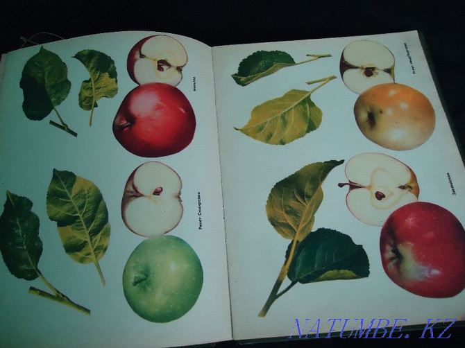 Colorful all-encompassing - full album encyclopedia of Fruit Varieties Almaty - photo 4