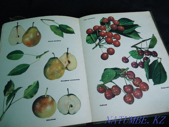 Colorful all-encompassing - full album encyclopedia of Fruit Varieties Almaty - photo 5