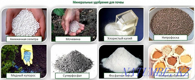 Закупаем калийные удобрения Новосибирск - изображение 1
