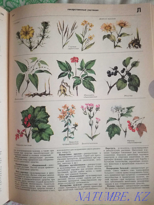 Краткая энциклопедия домашнего хозяйства Актобе - изображение 7