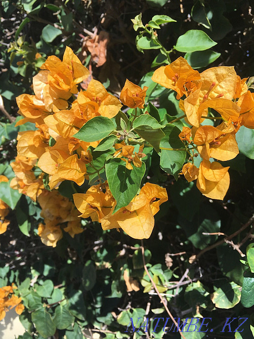 Lessons of Russian language and literature Astana - photo 1