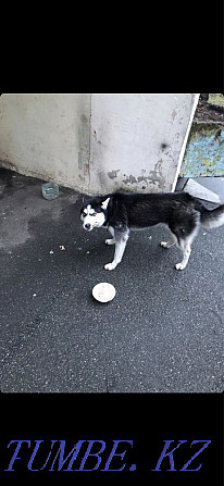 ANIMAL HELP We help homeless animals Kiev - photo 1
