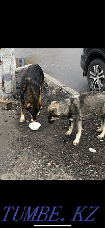 ANIMAL HELP Помогаем бездомным животным Киев - изображение 2