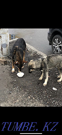 ANIMAL HELP We help homeless animals Kiev - photo 2