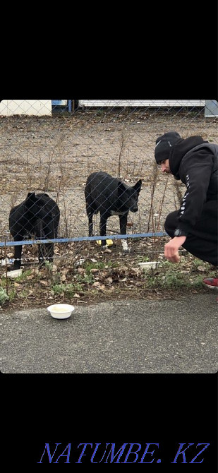 ANIMAL HELP Помогаем бездомным животным Киев - изображение 3