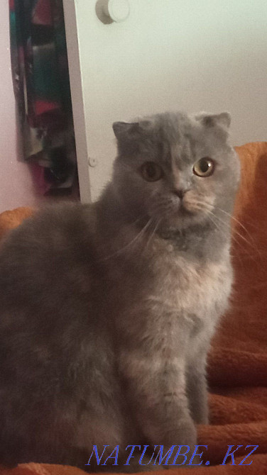 I'll give you a cat. Scottish fold.  - photo 1