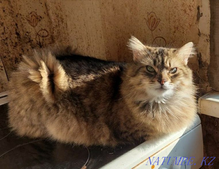 The intestine was ruined on the highway Gorodok - Sataniv  - photo 1