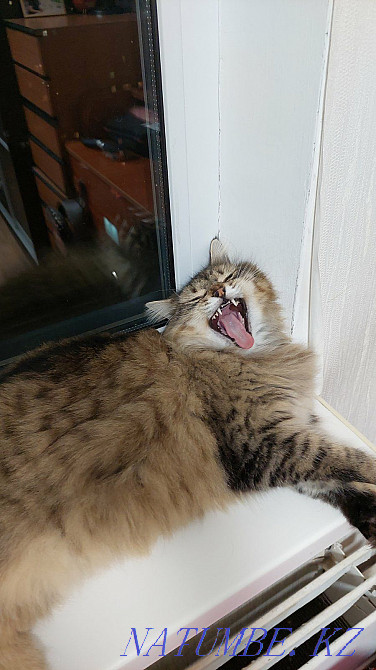 The intestine was ruined on the highway Gorodok - Sataniv  - photo 3