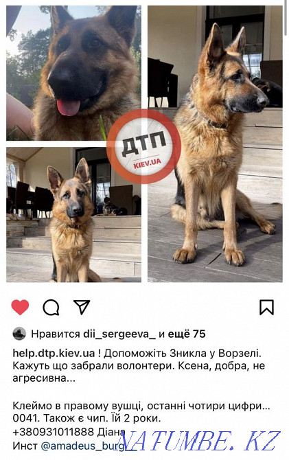 Шукаємо Німецьку вівчарку  - изображение 1