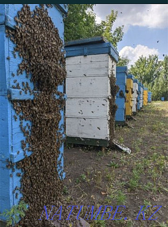 Омартаға сыйлық ретінде аралар отбасын, ара пакеттерін, ара ұясын қабылдаймын Кривой Рог - изображение 3