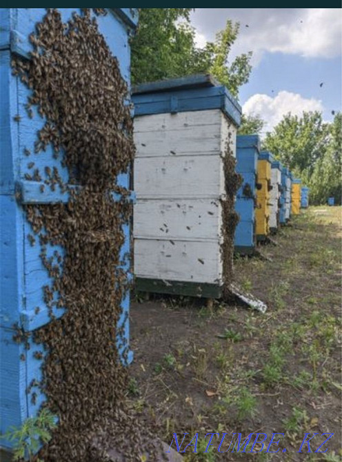 I will accept as a gift to the apiary a family of bees, bee packages, a beehive Kryvyy Rih - photo 3
