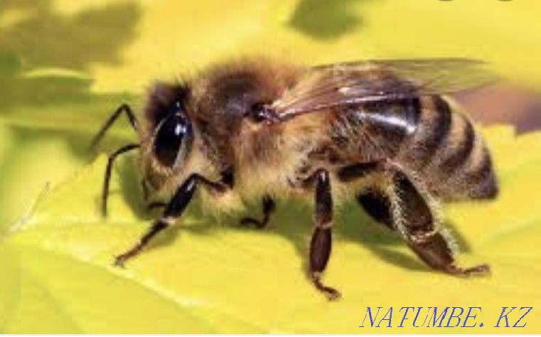 I will accept as a gift to the apiary a family of bees, bee packages, a beehive Kryvyy Rih - photo 1