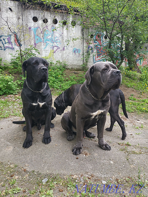 Help feed the animals! Kiev - photo 1