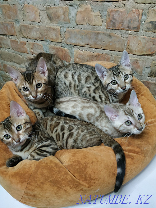 Help feed the animals! Kiev - photo 3