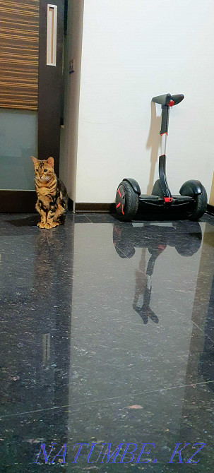 Accommodation with you in Kyiv in exchange for accommodation in luxury. apartments in Baku Kiev - photo 2