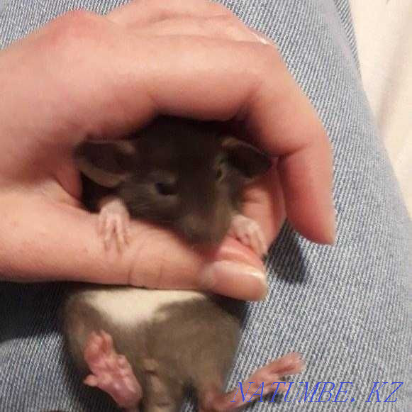 I will take food for rats and cats as a gift Kremenchuk - photo 3