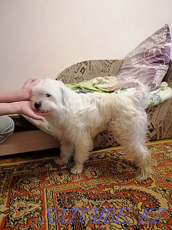 Doggie for a break. We need help in sim'ї zgorіv budinok. Ivano-Frankivs'k - photo 4