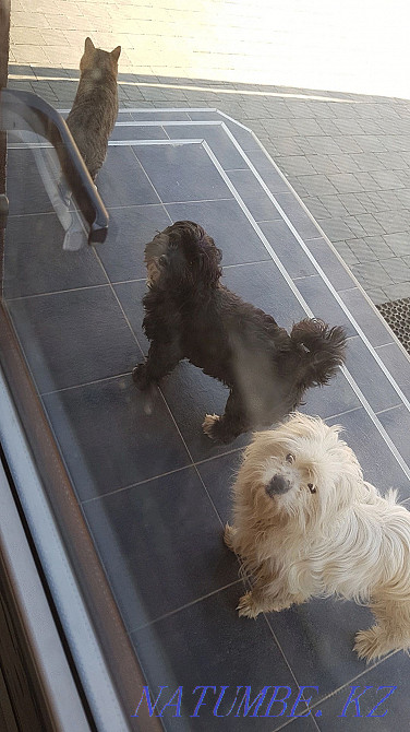 Doggie for a break. We need help in sim'ї zgorіv budinok. Ivano-Frankivs'k - photo 3