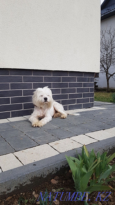 Doggie for a break. We need help in sim'ї zgorіv budinok. Ivano-Frankivs'k - photo 1