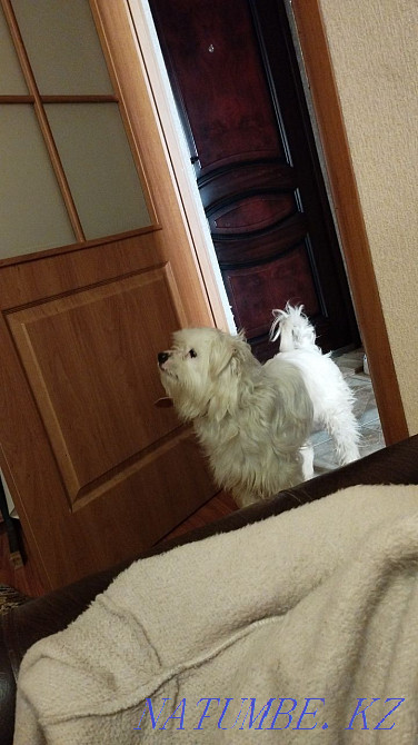 Doggie for a break. We need help in sim'ї zgorіv budinok. Ivano-Frankivs'k - photo 2