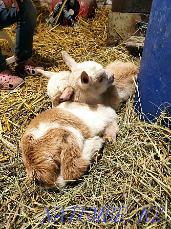 Hay for goats as a gift  - photo 4