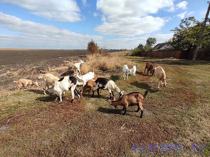 Hay for goats as a gift  - photo 1