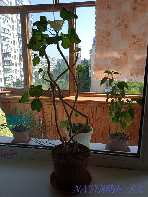 ТЕРМІНОВО: Оренда житла для сімейної пари Киев - изображение 2