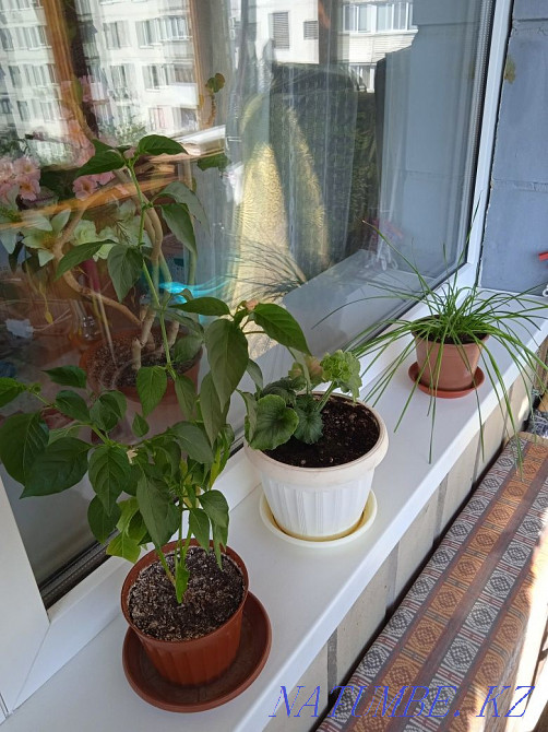 ТЕРМІНОВО: Оренда житла для сімейної пари Киев - изображение 1