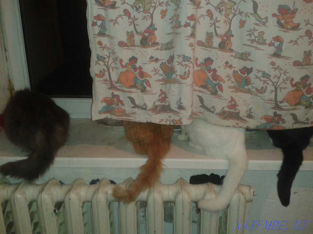 Need help with housing Mykolayiv - photo 1