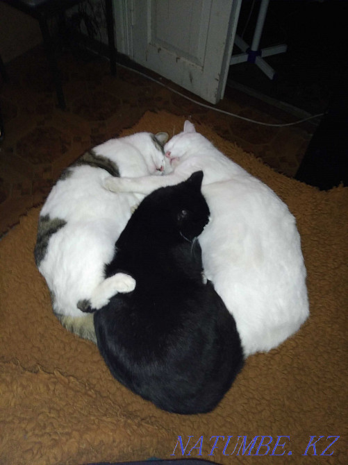 Need help with housing Mykolayiv - photo 2