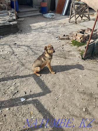 Help the animals Odessa - photo 2