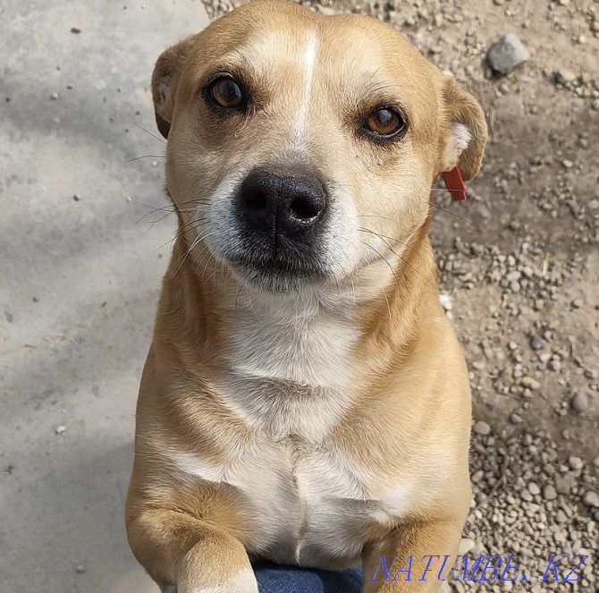 The shelter will accept a donation of land near the city Odessa - photo 1