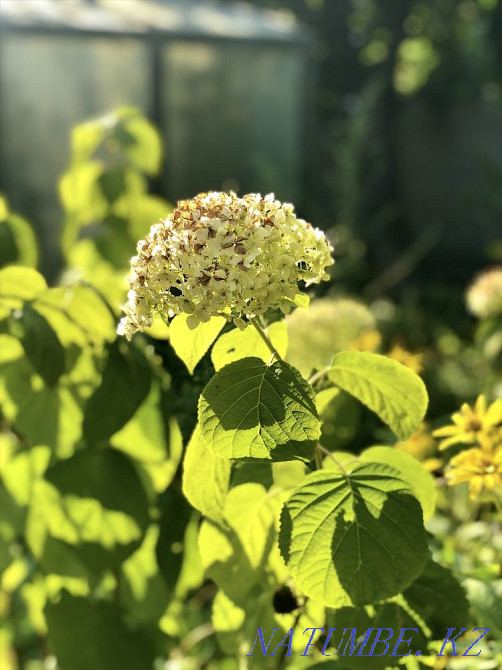 Rent a dwelling Uzhhorod - photo 1