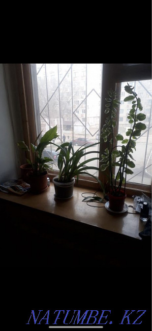 Срочно на подселение девушка или женщина Уральск - изображение 2