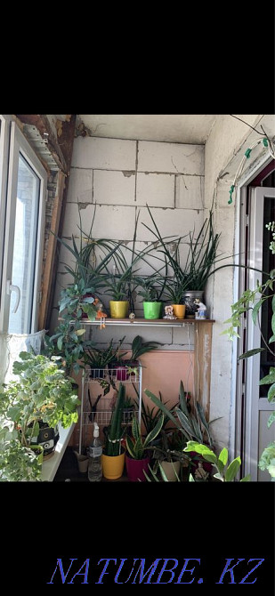 Бөлмені жалға алу  Алматы - изображение 4